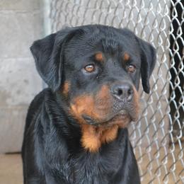 SHOW OR BREEDING QUALITY. - Black and mahogany female Rottweiler puppy in Dawson Springs, Kentucky from Lakeview Rottweilers