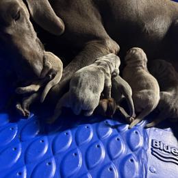 Blue female - Blue female Weimaraner puppy in Lancaster, Kentucky from Heavy Hollow Farm