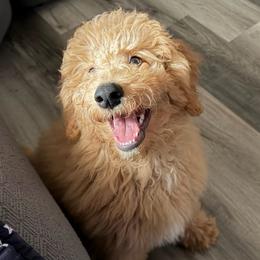 Padame - female Golden Mountain Doodle puppy in Puyallup, Washington from Majestic Mtn Pups