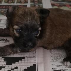 Assorted Doodle Crosses, Companion Crosses, Mi-Kis, Papillons, and Poodles from Oldfield Outdoors