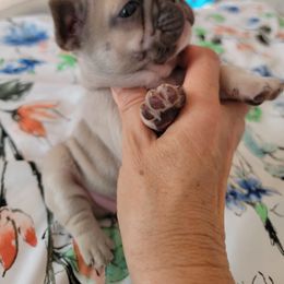 French Bulldog and Pomeranian Puppies from Poms Of Kolour