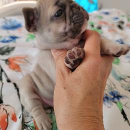 French Bulldog and Pomeranian Puppies from Poms Of Kolour