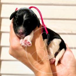 Pink - Tri-color female Bernedoodle puppy in Rockwall, Texas from Glory Doodles