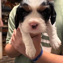 Clover - Tri-color male Cavalier King Charles Spaniel puppy in Gretna, Virginia from Blue Ridge Cavaliers