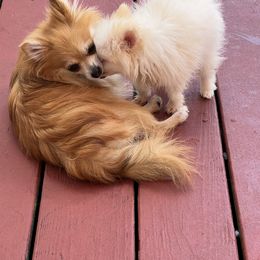 Pomeranian Puppies from Joan's Pomeranians