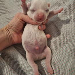 Boy 2 - Cream and white male Chihuahua puppy in Haines City, Florida from Kassafina Kennel