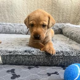 Dark Pink Collar Female - Yellow female Labrador Retriever puppy in Hurtsboro, Alabama from PARK’s Family Farm