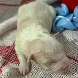 Zeus - White and gold male Border Collie puppy in Mckinney, Texas from Border Collies of Ruidoso