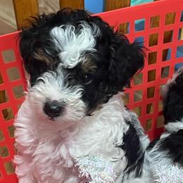 Willow-black collar - Parti male Poodle puppy in Winter Haven, Florida from Herdez’s Poodles