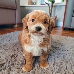Rolo - Apricot male Goldendoodle puppy in Glenford, Ohio from Mi-De Doodles