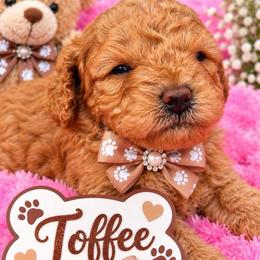 Toffee - Brown female Shihpoo puppy in Cooper City, Florida from Jenny La Bone