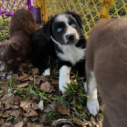 Girl 1 - Black & white female Australian Shepherd puppy in Lakeland, Florida from Infinite Aussies