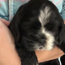 Girl 3 - Black female Cocker Spaniel puppy in Spotsylvania, Virginia from Wilkshire Farm