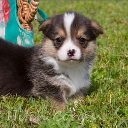 Franks - White and black male Pembroke Welsh Corgi puppy in Williams, California from Half Hitch Corgis