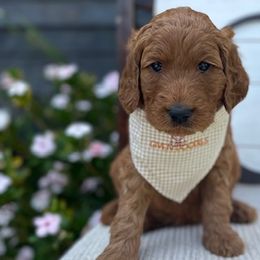 Lime Green Girl - Red  Goldendoodle puppy in Los Alamitos, California from Given Doodles