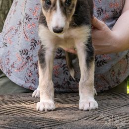 Silken Windhound Puppies from Silken Agents of CSBeck