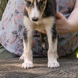 Silken Windhound Puppies from Silken Agents of CSBeck