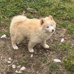 Beau - White male Pomsky puppy in Bucyrus, Missouri from Hill Top Pomskies