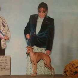 Azawakh and Italian Greyhound All Grown Up from Noblewinds