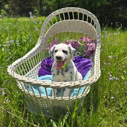 Breccan (HUA Longcoat) - White and black male Dalmatian puppy in Salem, Missouri from Paradise Spots Dalmatians