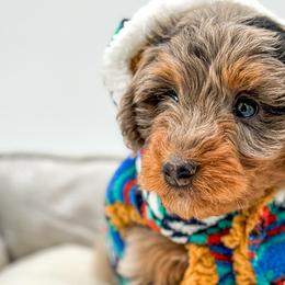 Aussiedoodles from Magnolia Grove Farms