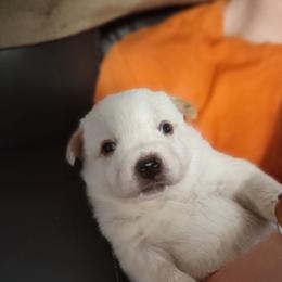 Ol' Red - Red speckled male Australian Cattle Dog puppy in Morganton, North Carolina from Trinity C Acres