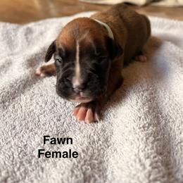 Priscilla-teal - Brindle female Boxer puppy in Florida from BNF Boxers