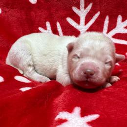 AKC-Zircon - White male Siberian Husky puppy in Centreville, Maryland from Huskies By the Bay