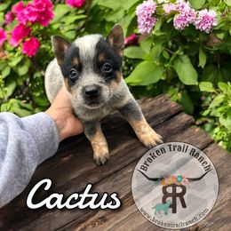 CACTUS - Blue male Australian Cattle Dog puppy in Kalispell, Montana from BTR Australian Cattle Dogs