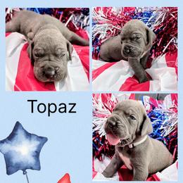 Topaz - Blue and white male Great Dane puppy in Gonzales, Louisiana from Anstatt House Of Danes
