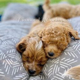 Cockapoos from Diamond K