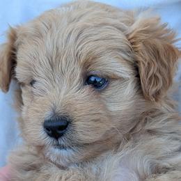 Oda - Fawn female Companion Cross puppy in Sacramento, California from Tamara's Puppies