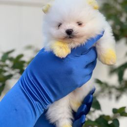 Pomeranian Puppies from POMERLAND exotic Pomeranians of Orlando