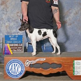 Chance - Rat Terrier