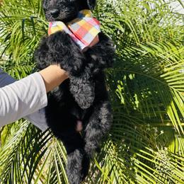 Goldendoodle and Poodle Puppies from Goldendooddle  /Gardy 🐾🐾