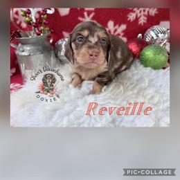Reveille - Chocolate and cream female Dachshund puppy in Hockley, Texas from Shans Down Home Doxies