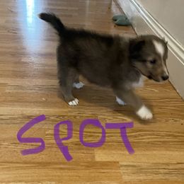 Boy 3 - Sable and white Shetland Sheepdog puppy in Buffalo, Minnesota from Gulstad’s Shelties
