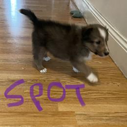 Boy 3 - Sable and white Shetland Sheepdog puppy in Buffalo, Minnesota from Gulstad’s Shelties