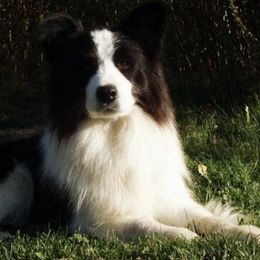 Border Collies from Geiss' Border Collies