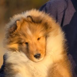 Marcus - Sable and white male Shetland Sheepdog puppy in Seminole, Oklahoma from Symphony Shelties