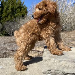 Poodle Puppies from Paige & Adele Poodles