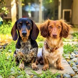 Dachshund puppies from Drift & Dash Dachshunds