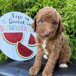 Clair - Red female Labradoodle puppy in English, Indiana from Doodle Darlings
