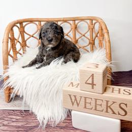 Hawaii - Merle female Goldendoodle puppy in from Pink Poodles and Doodles