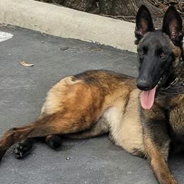 Belgian Malinois from North Texas Working Malinois