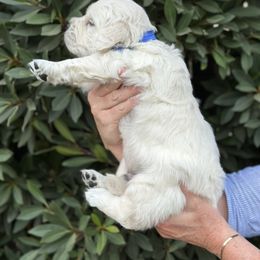 Golden Retriever Puppies from Sanctuary Ranch Goldens