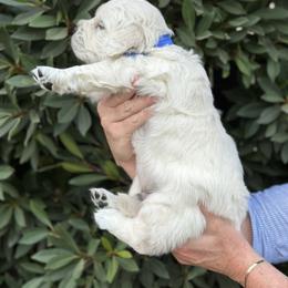 Golden Retriever Puppies from Sanctuary Ranch Goldens