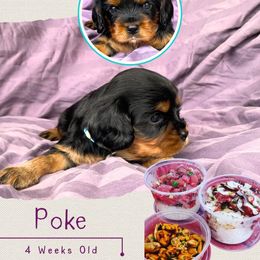 Poke - Black and tan male Cavalier King Charles Spaniel puppy in Kapaa, Hawaii from Hanai Cavaliers