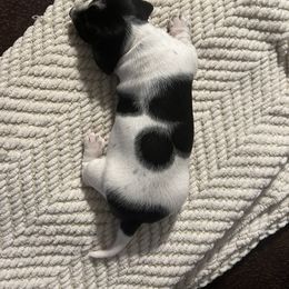 Dachshund Puppies from Jag Fam Dachshunds