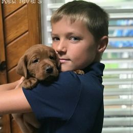 Labrador Retriever Puppies from Kilgore’s Labrador Retrievers